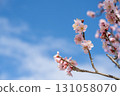 Blue sky and plum blossoms at Takaoka Castle Park 131058070