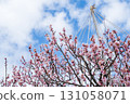 Blue sky and plum blossoms in full bloom 131058071