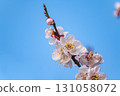 Blue sky and plum blossoms in full bloom 131058072