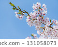 Blue sky and Yoshino cherry blossoms in full bloom 131058073