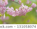 Fresh greenery and the Onkawa cherry blossoms of Iori 131058074
