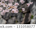 Cherry blossoms in full bloom and the stone walls of Toyama Castle 131058077