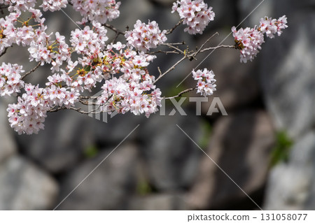 Cherry blossoms in full bloom and the stone walls of Toyama Castle 131058077