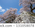 Somei-yoshino cherry blossoms in full bloom and the stone walls of Toyama Castle 131058078