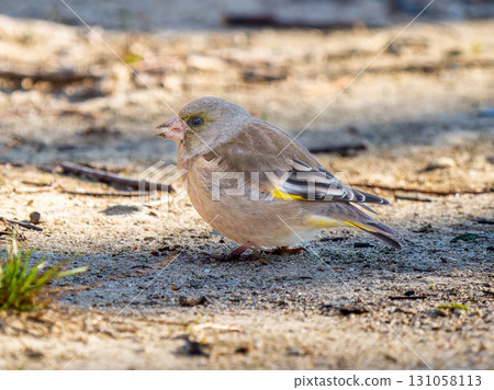 Stonefinch walking on the ground 131058113