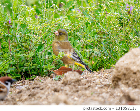 石雀在地上行走 131058115