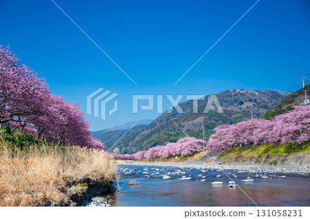 Kawazu cherry blossoms and blue skies in Izu Kawazu cherry blossoms and blue skies in Izu 131058231