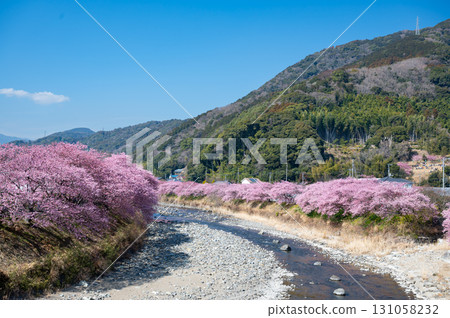 Kawazu cherry blossoms and blue skies in Izu Kawazu cherry blossoms and blue skies in Izu 131058232
