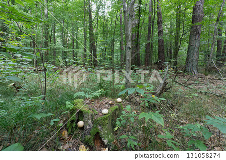 Forest Scene with Mushrooms Growing on a Tree Stump Forest Scene with Mushrooms Growing on a Tree Stump 131058274