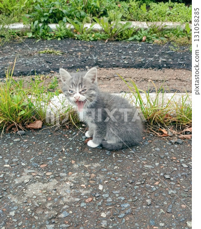 Kitten with plaintive mood meowing on gravel road against countryside path 131058285
