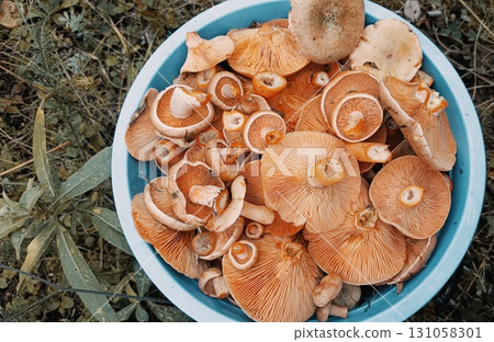Foraged Mushrooms in Naturalistic Style in Orange Tones representing Wild Food Harvest 131058301
