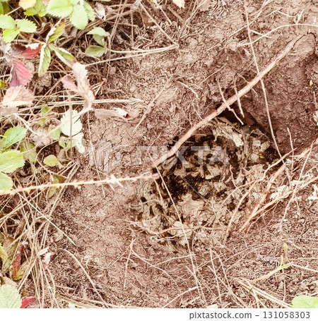 Wasps with Alert Poise tending a Ground Nest against Soil 131058303
