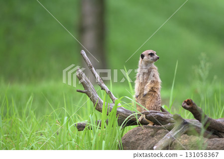 The meerkat turned its gaze towards the sound 131058367