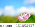 Blue sky and lotus flower 131058437