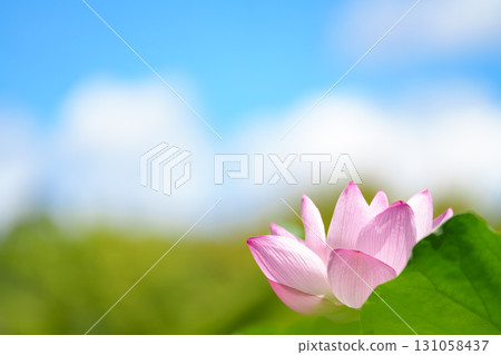 藍天和蓮花 藍天和蓮花 131058437