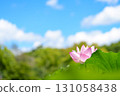 Blue sky and lotus flowers in a lotus pond 131058438