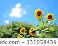Blue sky and sunflower 131058439