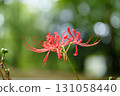 red spider lily 131058440