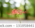 red spider lily 131058441