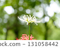 White cluster amaryllis 131058442