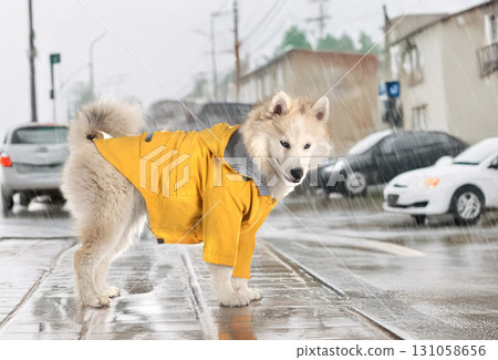 pomsky and rain pomsky and rain 131058656