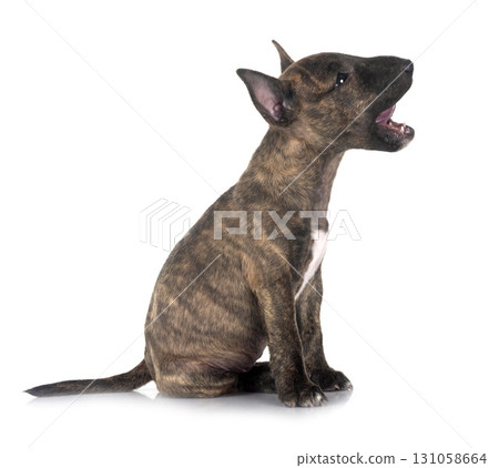 miniature bull terrier in studio 131058664