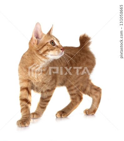 ginger cat in studio 131058665