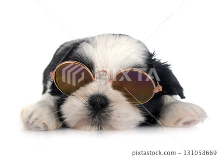 puppy Shih Tzu in studio puppy Shih Tzu in studio 131058669
