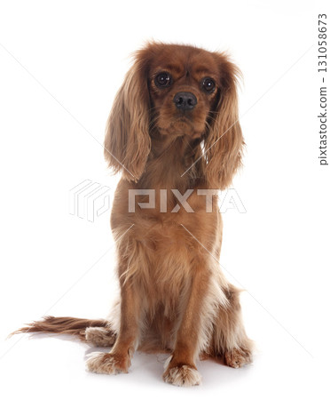 cavalier king charles in studio 131058673
