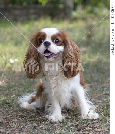 cavalier king charles 131058675