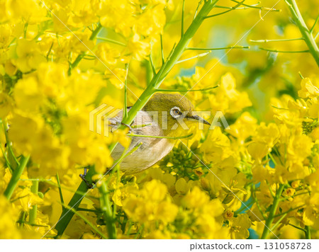 強姦鮮花和mezzo 131058728