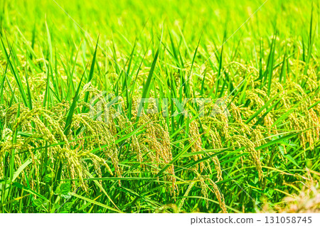 結果的水稻穗 131058745