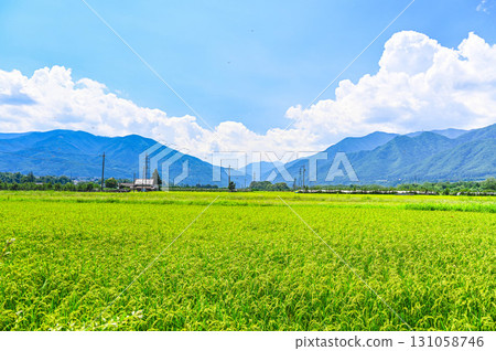 松本市夏末的田園風光 131058746