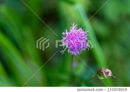 [Nationally Designated Natural Monument] Koigakubo Marsh: Thistles blooming in the marshland in early autumn 2, Niimi City, Okayama Prefecture 131059019