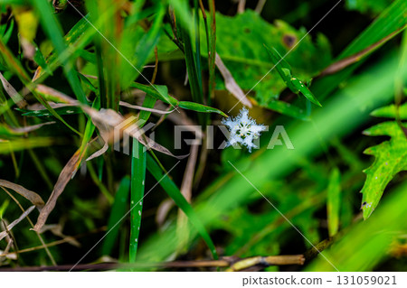 [Nationally Designated Natural Monument] Koigakubo Marsh: White Beardwort 8 blooming in the marsh in early autumn. Niimi City, Okayama Prefecture. 131059021