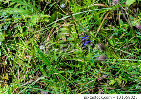 [Nationally Designated Natural Monument] Koigakubo Wetland: Early Autumn Wetland Grass Blooming in the Wetlands, Niimi City, Okayama Prefecture 131059023