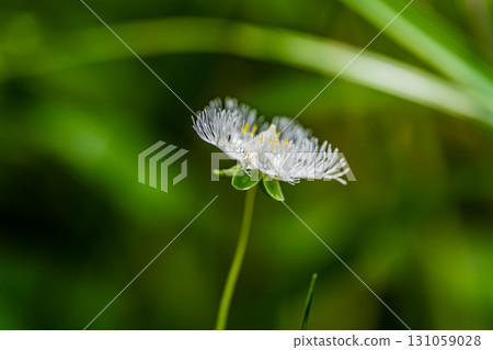 [Nationally Designated Natural Monument] Koigakubo Marsh: White Beardwort 4 blooming in the marshland in early autumn, Niimi City, Okayama Prefecture 131059028