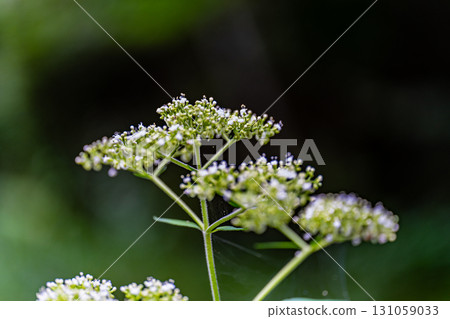 [Nationally Designated Natural Monument] Koigakubo Marsh: Otokoeshi blooming in the marshland in early autumn, Niimi City, Okayama Prefecture 131059033