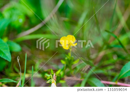 [Nationally Designated Natural Monument] Koigakubo Wetland: Evening primroses blooming in the early autumn wetlands of Niimi City, Okayama Prefecture 131059034