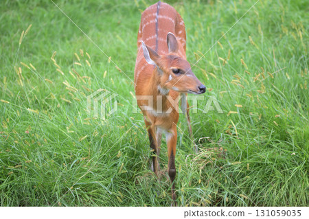 許多人誤以為 Sitatunga 是一種鹿。 許多人誤以為 Sitatunga 是一種鹿。 131059035