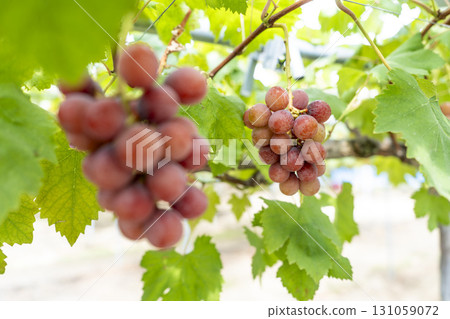 Queen Nina's Grape Picking Sendai City, Miyagi Prefecture 131059072