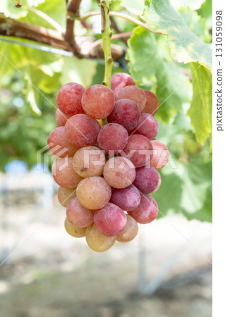 Queen Nina's Grape Picking Sendai City, Miyagi Prefecture Queen Nina's Grape Picking Sendai City, Miyagi Prefecture 131059098