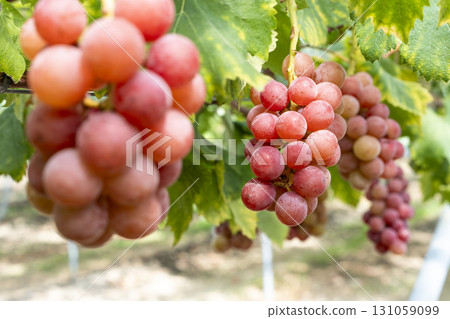 Queen Nina's Grape Picking Sendai City, Miyagi Prefecture Queen Nina's Grape Picking Sendai City, Miyagi Prefecture 131059099