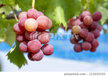 Queen Nina's Grape Picking Sendai City, Miyagi Prefecture 131059105