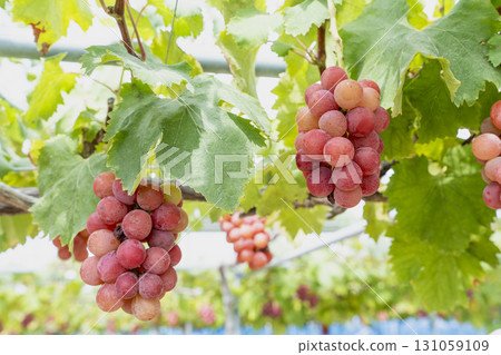 妮娜女王的葡萄採收 宮城縣仙台市 妮娜女王的葡萄採收 宮城縣仙台市 131059109