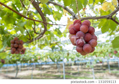 Queen Nina's Grape Picking Sendai City, Miyagi Prefecture 131059113