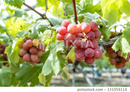 妮娜女王的葡萄採收 宮城縣仙台市 131059118