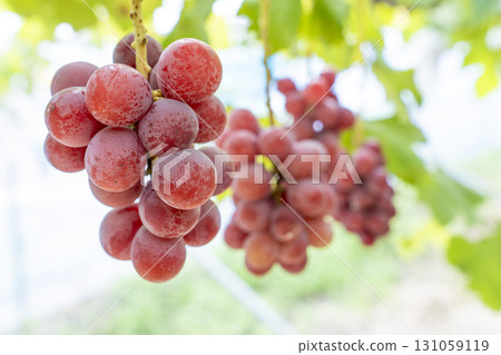 妮娜女王的葡萄採收 宮城縣仙台市 131059119