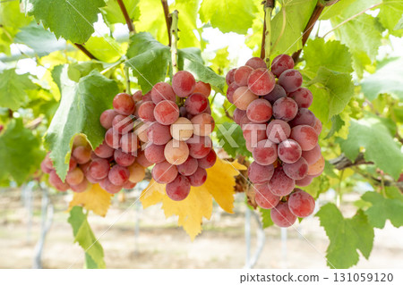 Queen Nina's Grape Picking Sendai City, Miyagi Prefecture Queen Nina's Grape Picking Sendai City, Miyagi Prefecture 131059120