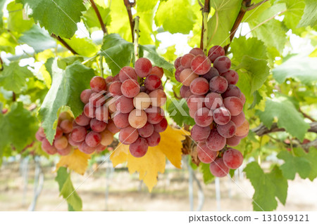 妮娜女王的葡萄採收 宮城縣仙台市 131059121